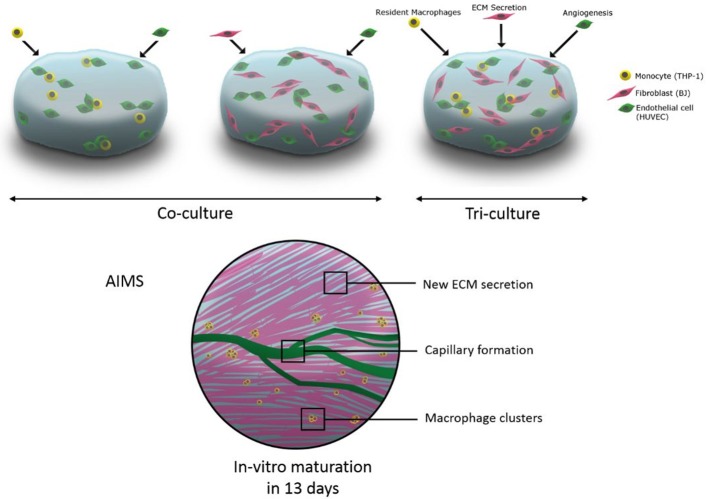 Graphical Abstract