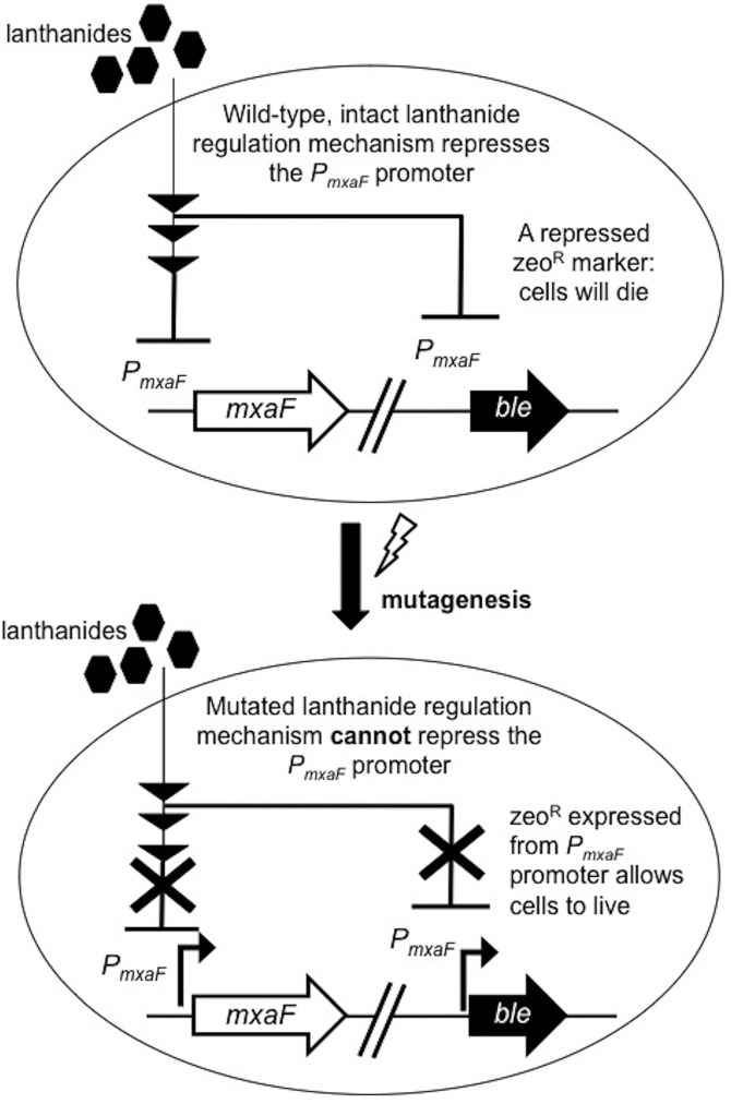 FIG 1