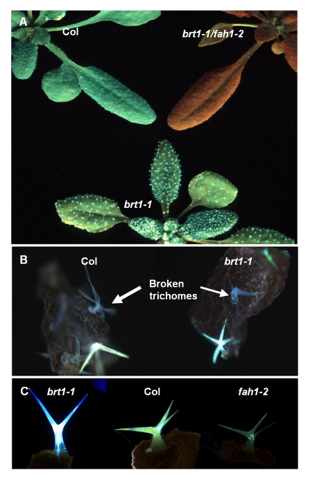 Figure 11.