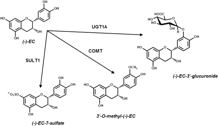 FIGURE 3