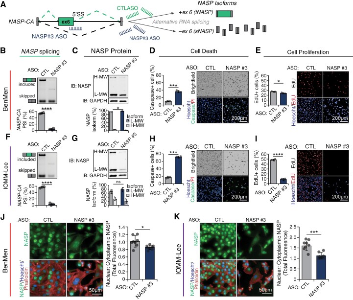 This figure depicts the design of splice switching antisense oligonucleotides directed against NASP. These ASOs counter splicing changes seen in hypermitotic meningiomas, increase meningioma cell death, and decrease meningioma cell proliferation.