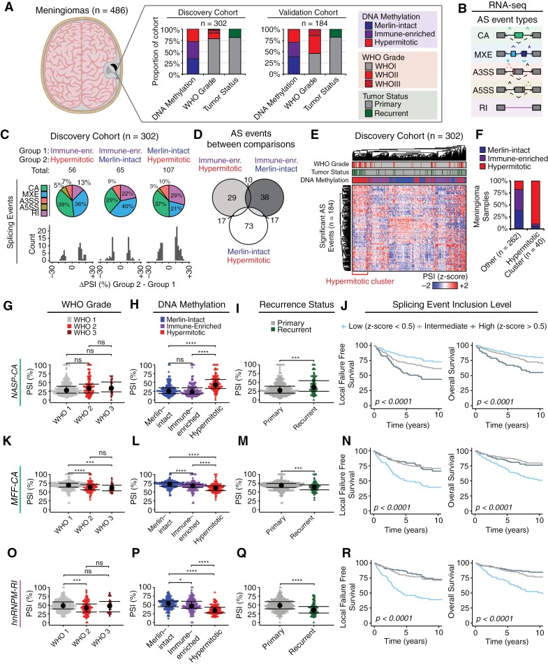 Graphical depiction of the experimental approach to identify RNA splicing changes between meningioma DNA-methylation groups. Data here demonstrates large scale differences in RNA splicing and highlights three RNA splicing events that are enriched in clinically aggressive meningiomas.