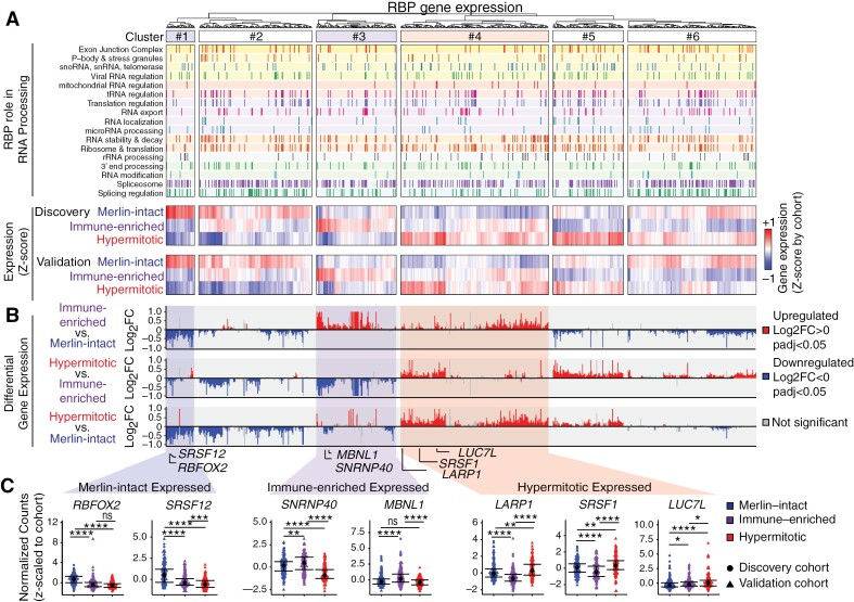 Data provided here depicts differential expression of RNA binding proteins across meningioma DNA-methylation groups. Panel C further highlights individual RNA binding proteins whose expression is enriched in each of the DNA-methylation groups.