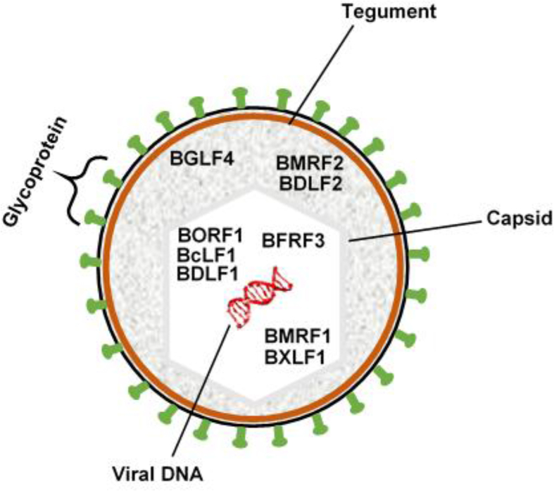 Fig. 1