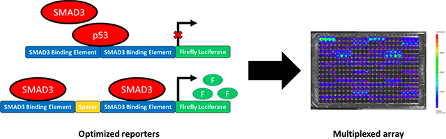 graphic file with name nihms-2009956-f0007.jpg