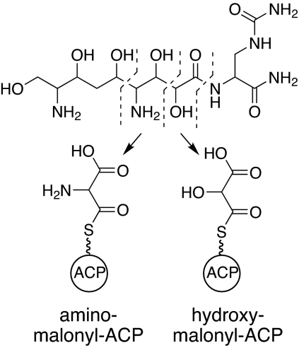 Fig. 1.