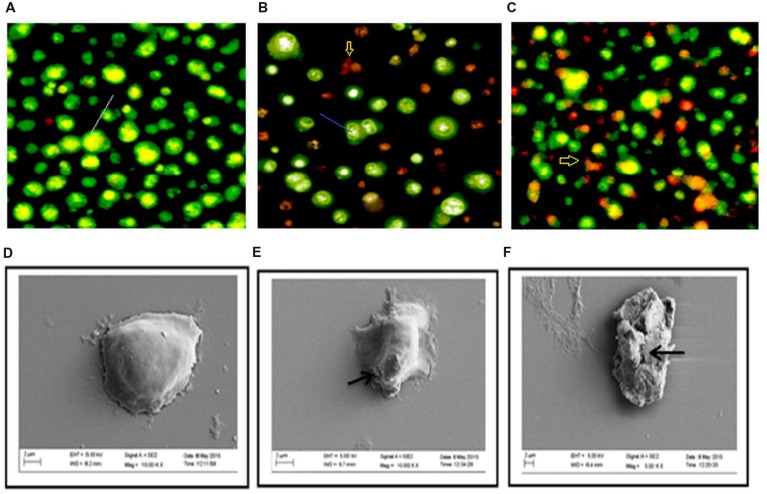 FIGURE 4