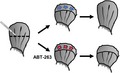 graphic file with name ACEL-19-e13052-g003.jpg