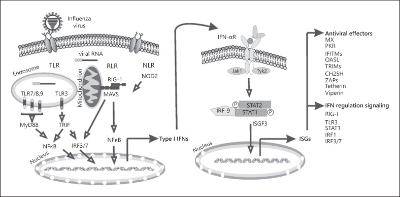 The Role of Type I IFNs in Influenza: Antiviral Superheroes or ...