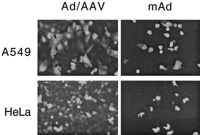 FIG. 6