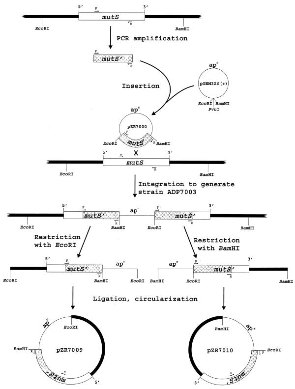 FIG. 1