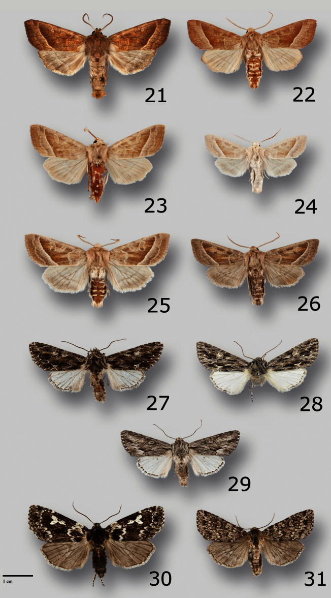 Figures 21–31.
