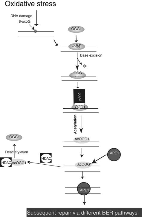 FIG. 10.