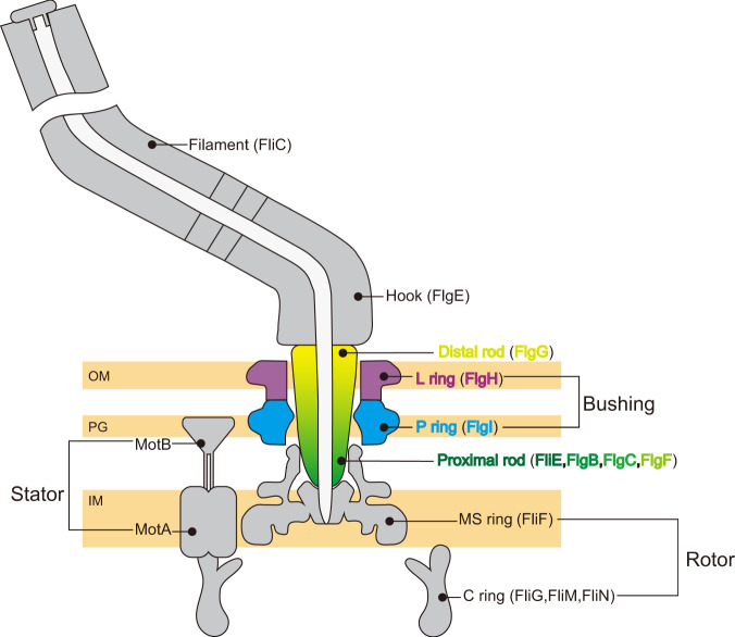 Fig. 1