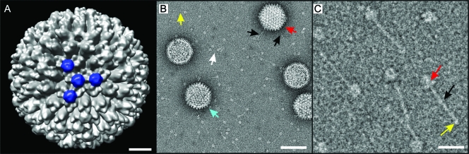 FIG. 3.