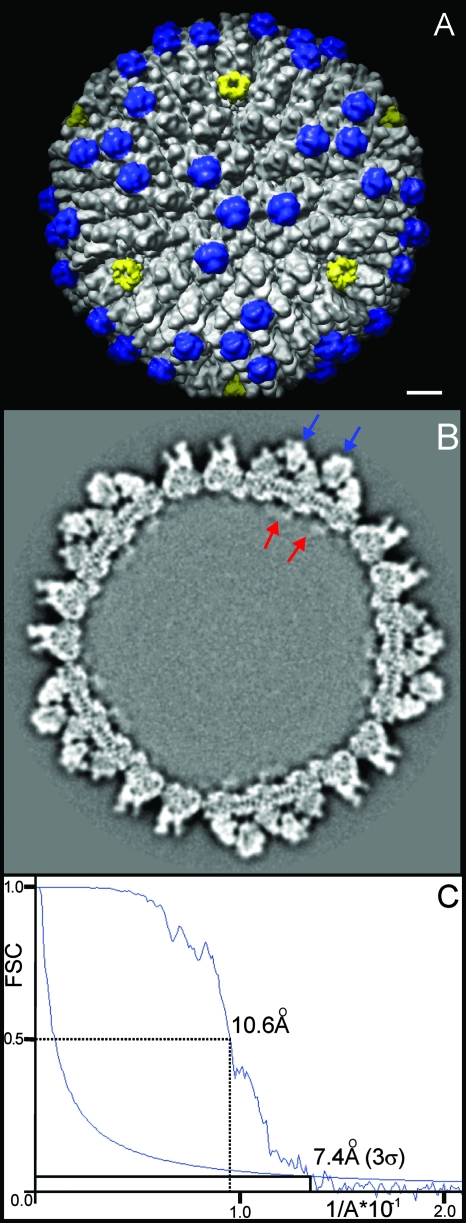 FIG. 1.