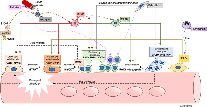 Cellular and molecular mechanisms of sarcopenia: the S100B perspective ...