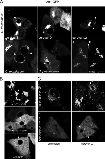 FIG. 7.