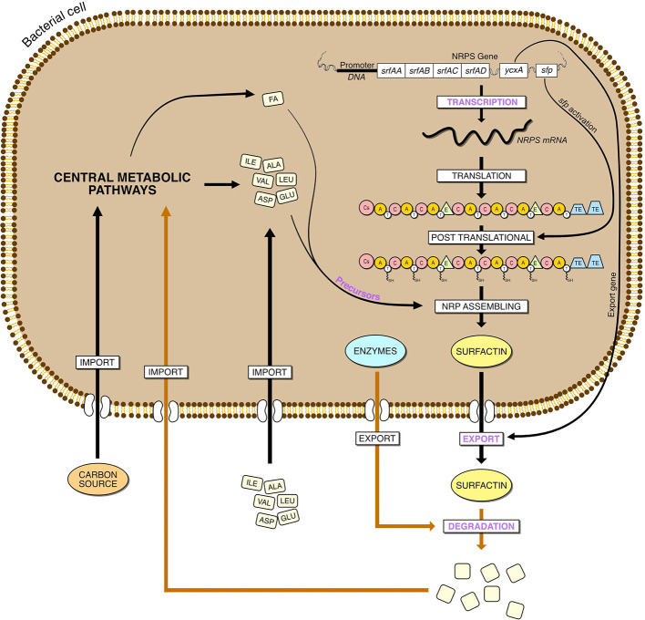 Figure 5