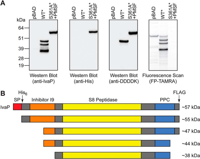 Figure 2.