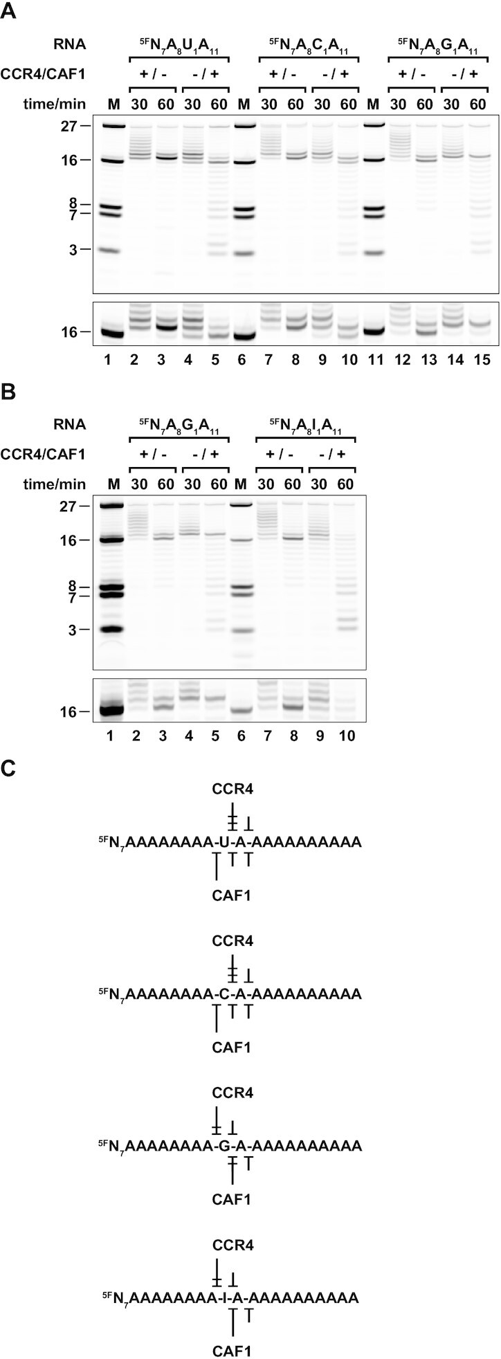 Figure 7.