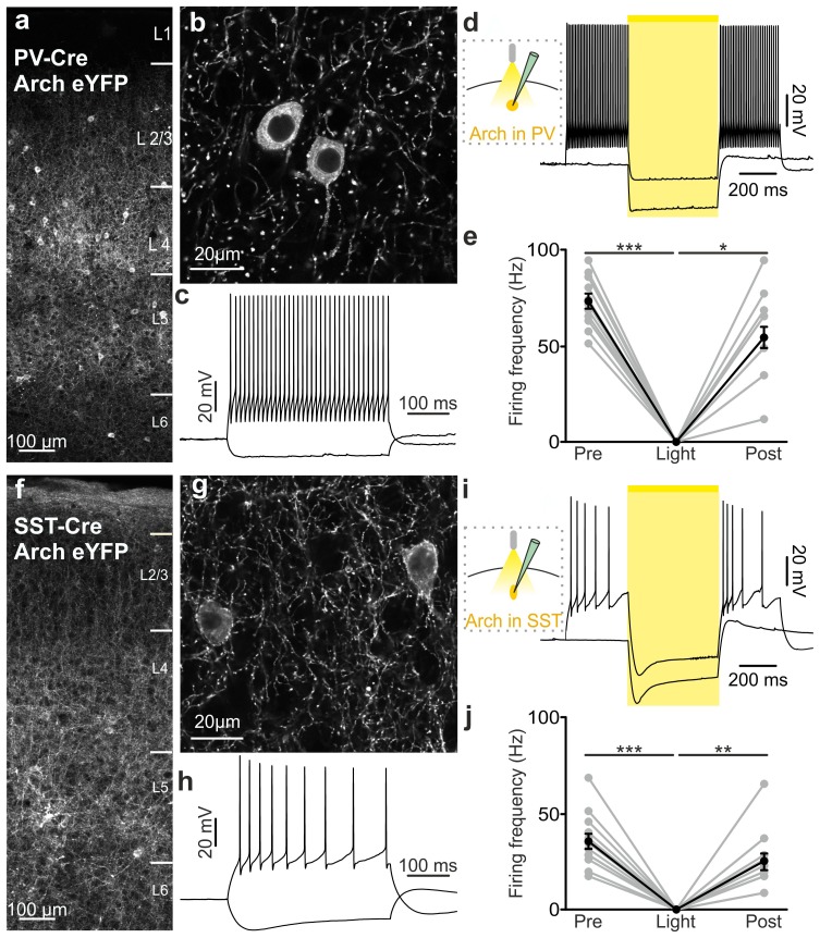 Figure 4—figure supplement 1.