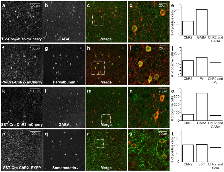 Figure 3—figure supplement 1.