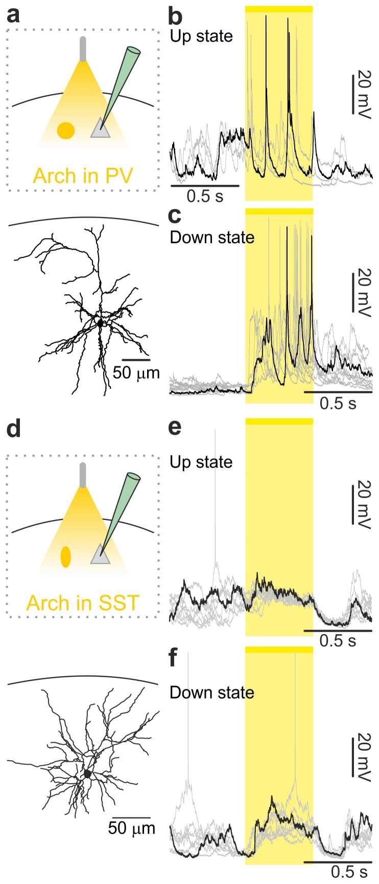 Figure 4—figure supplement 2.