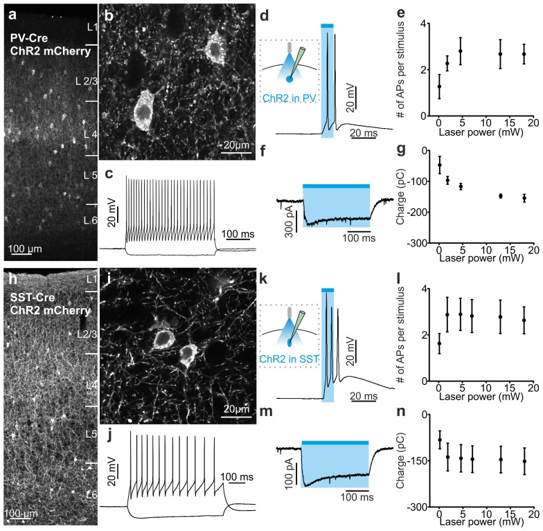 Figure 3—figure supplement 2.