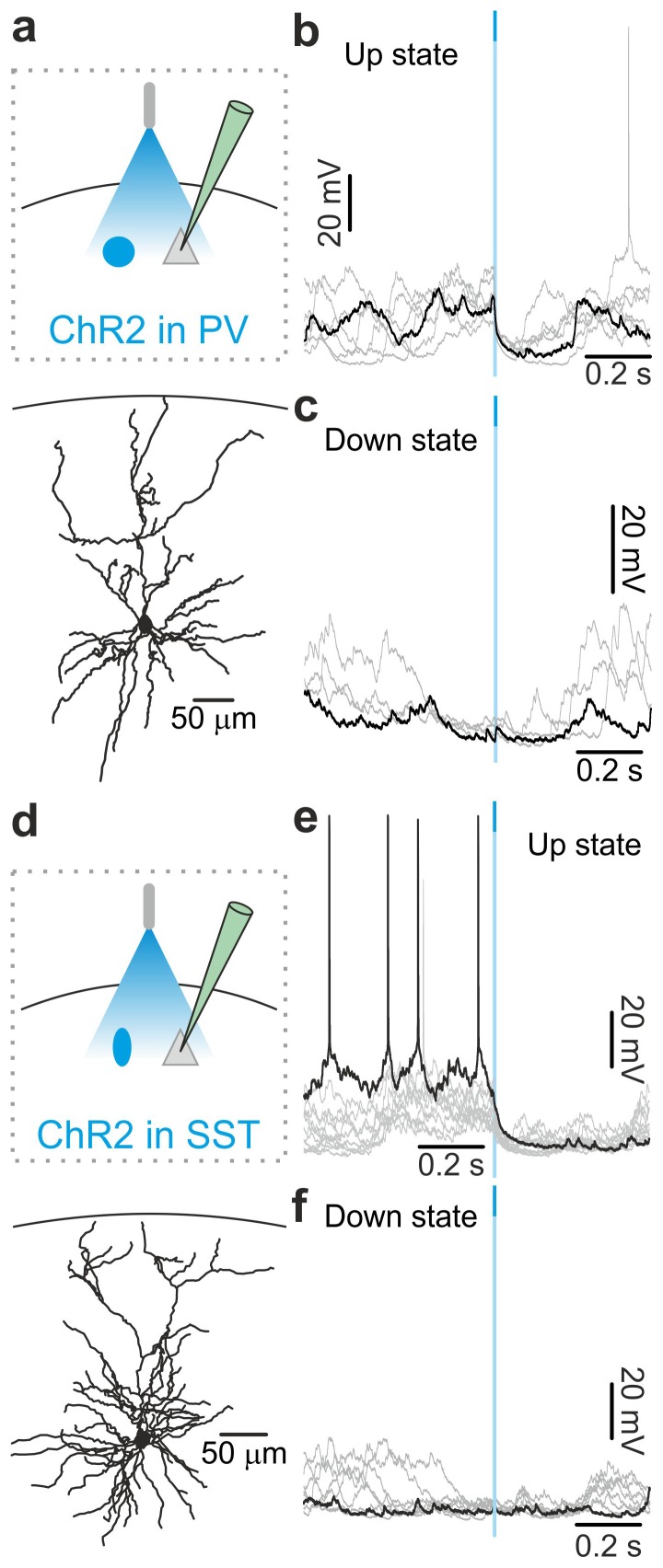 Figure 3—figure supplement 6.