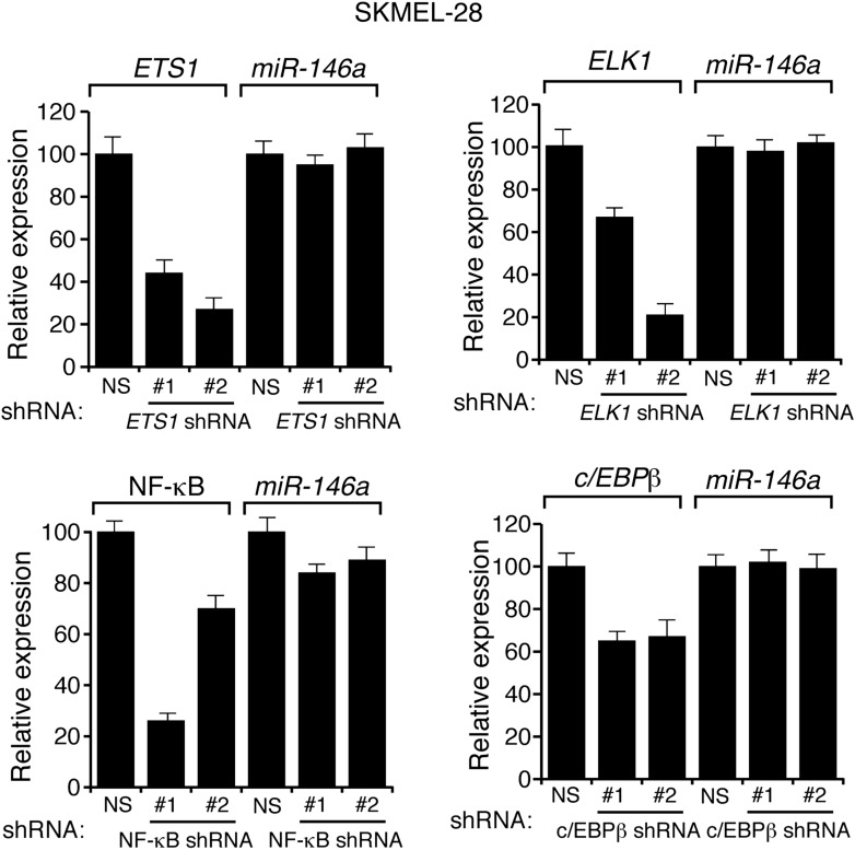 Figure 2—figure supplement 4.