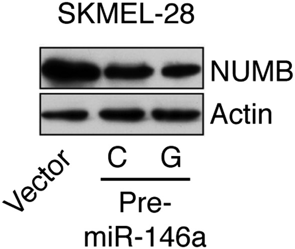 Figure 4—figure supplement 1.