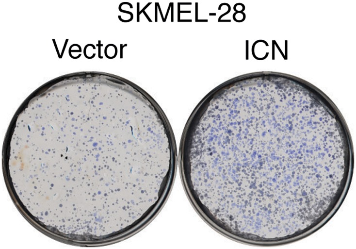 Figure 5—figure supplement 3.