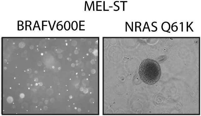 Figure 3—figure supplement 9.