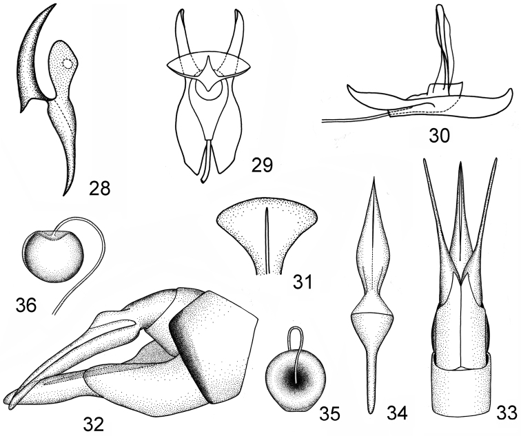 Figures 28–36.