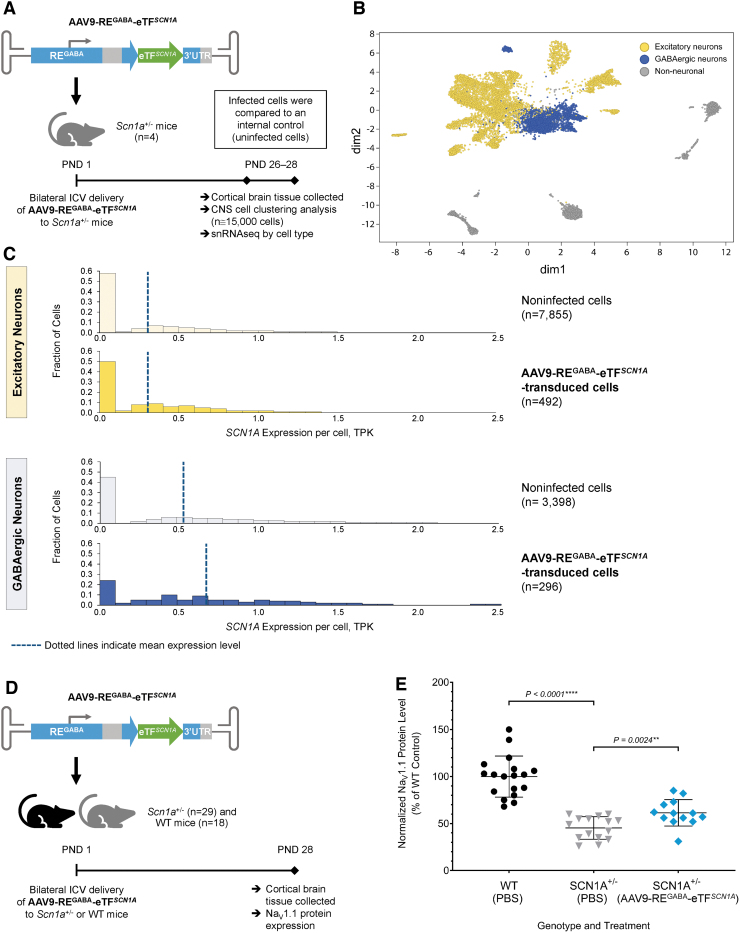 Cell-Selective Adeno-Associated Virus-Mediated SCN1A Gene Regulation ...