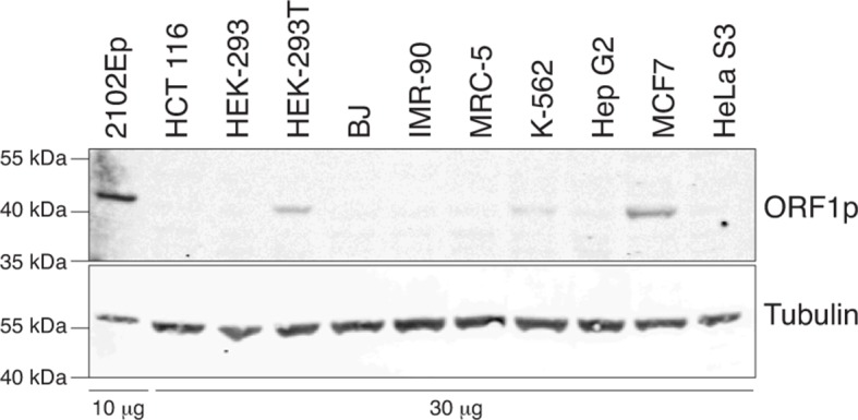 Figure 1—figure supplement 1.