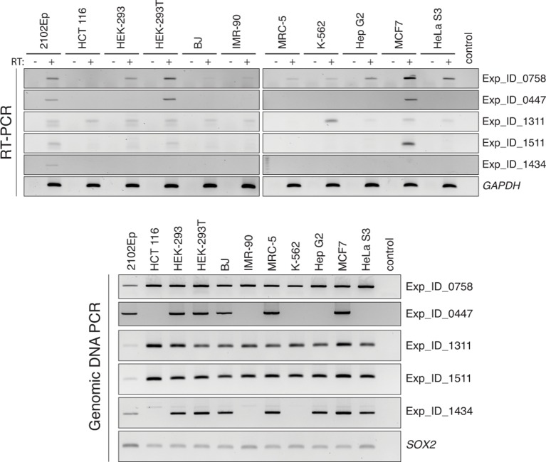 Figure 4—figure supplement 2.