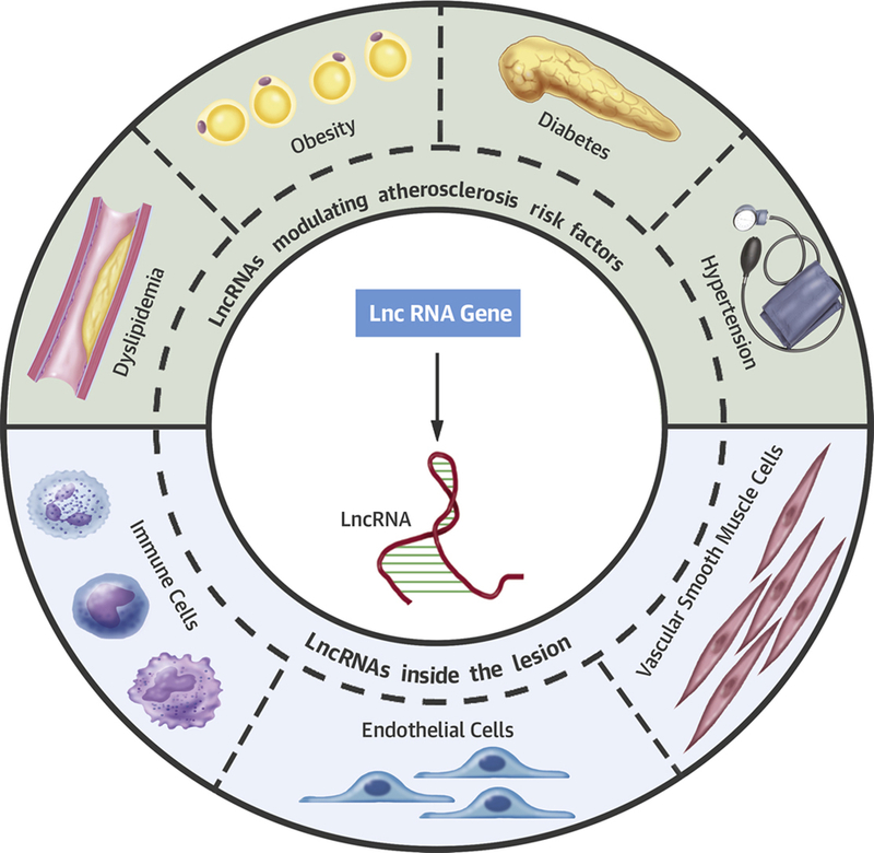 Central Illustration: Long non-coding RNAs in Atherosclerosis.