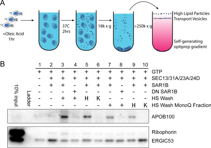 FIGURE 1: