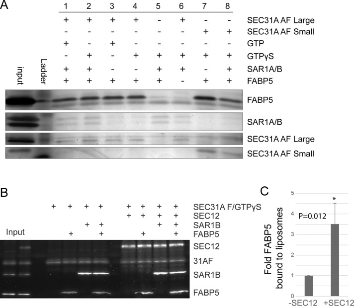 FIGURE 4: