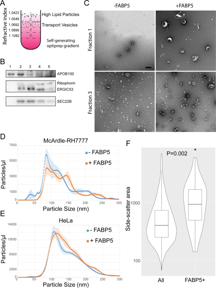 FIGURE 3: