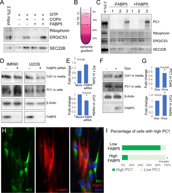 FIGURE 6: