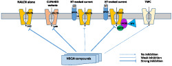 graphic file with name BPH-177-3795-g007.jpg