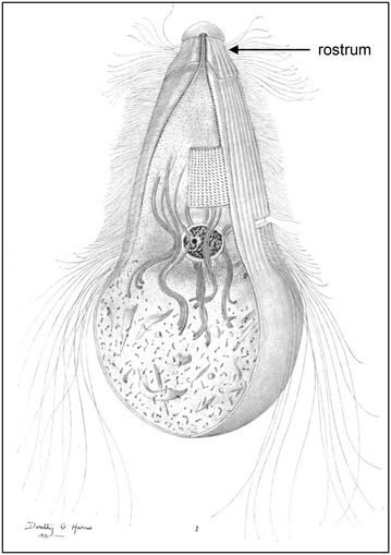 Fig. 1