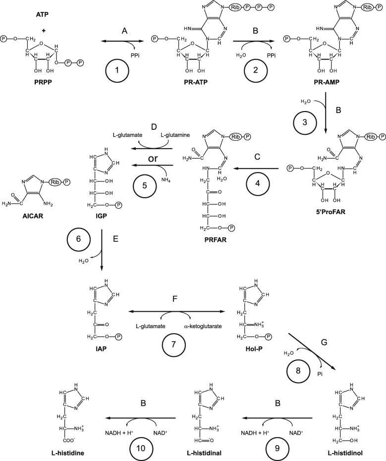 Fig. 5