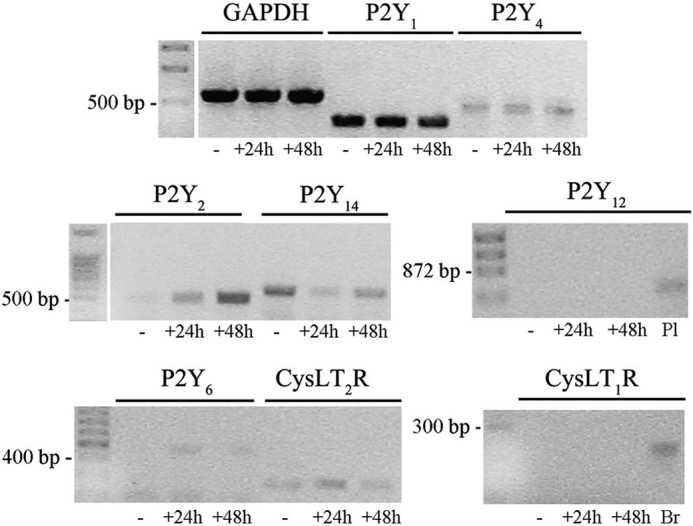 FIGURE 4.