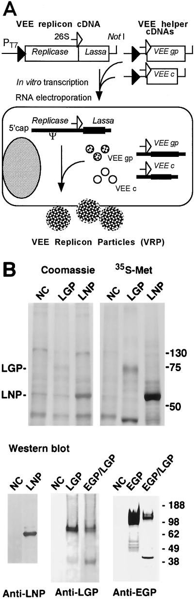 FIG. 1