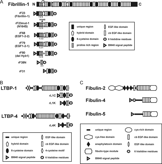 FIGURE 1.