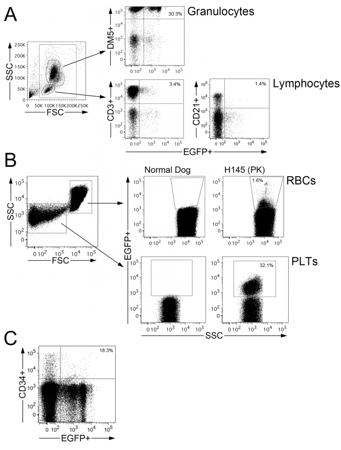 Flow-cytometric analysis of transgene expression in cell subpopulations.